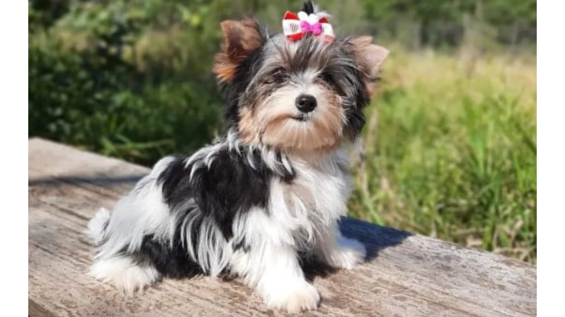 Filhote Biewer Terrier
