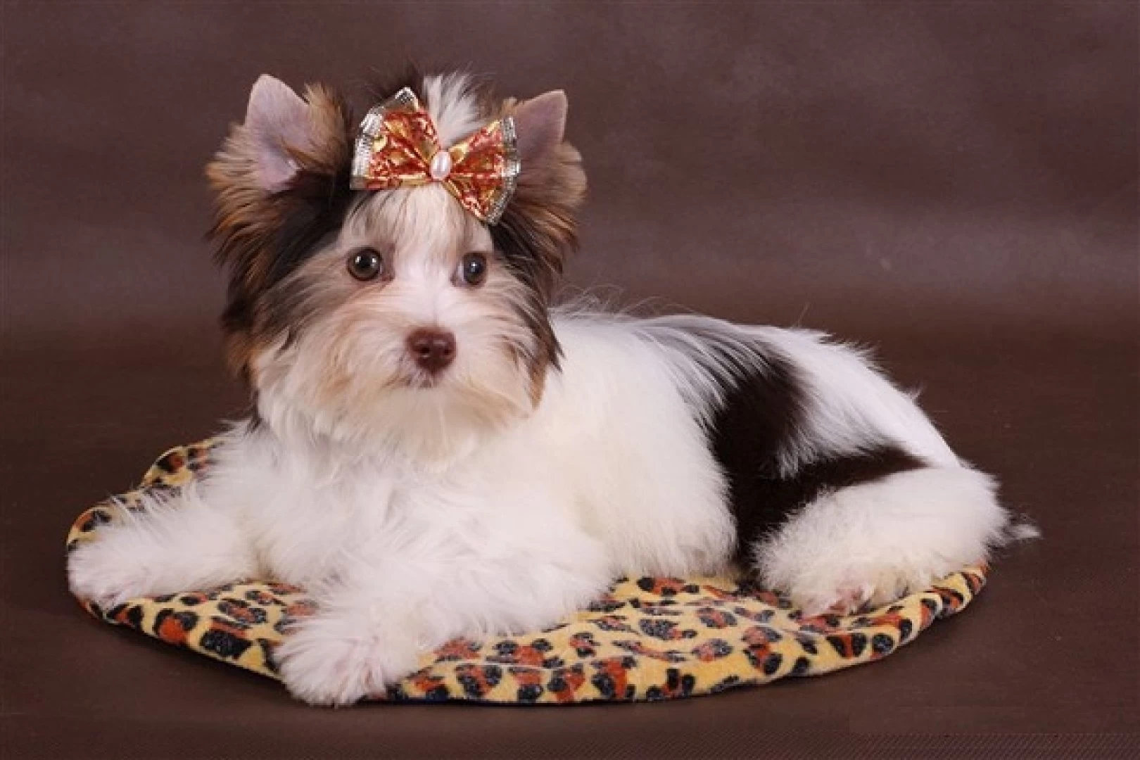 Filhote Biro Terrier
