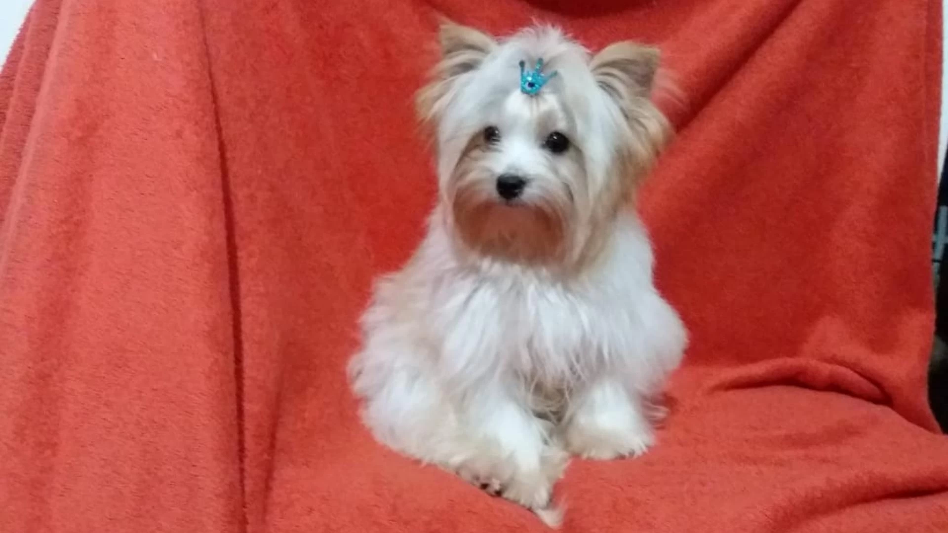 Filhote Golddust Terrier