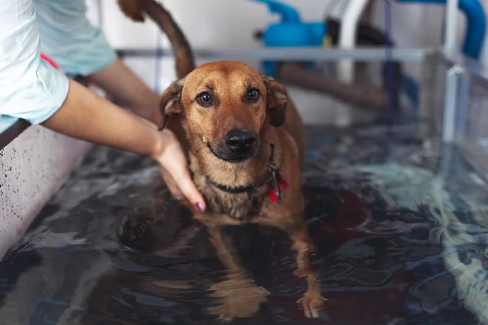 Hidroesteira em Animais