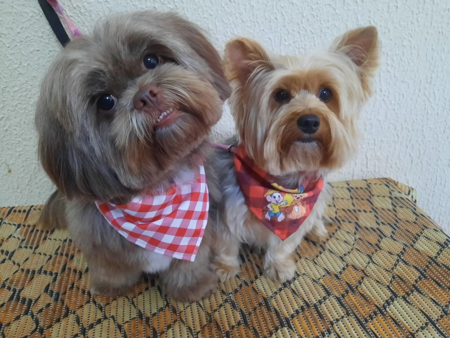 Tosa para cachorro